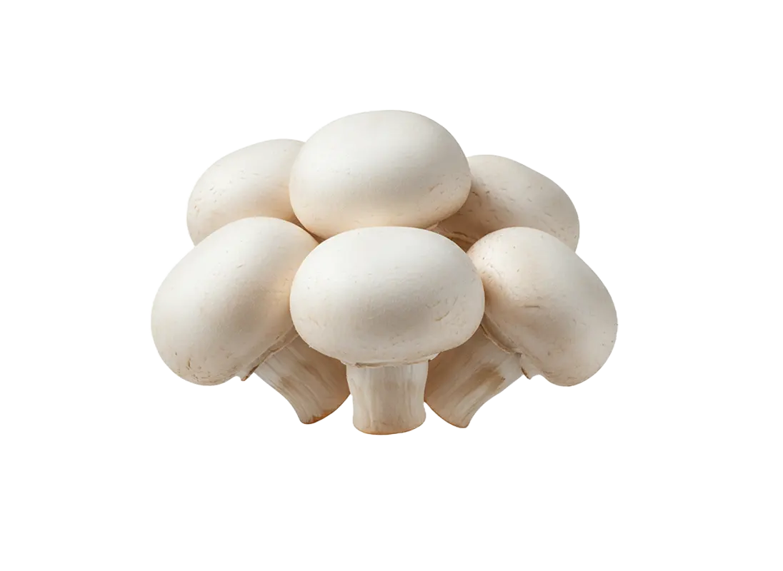 pecurka sampinjoni