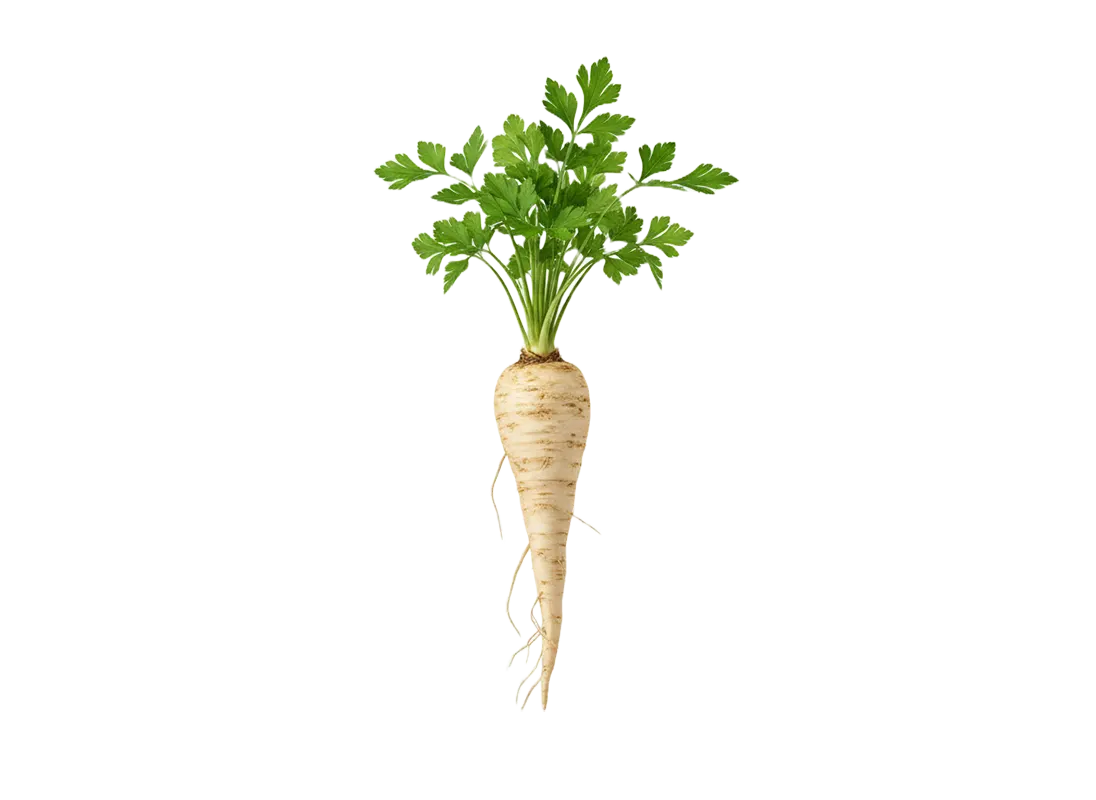 persun koren