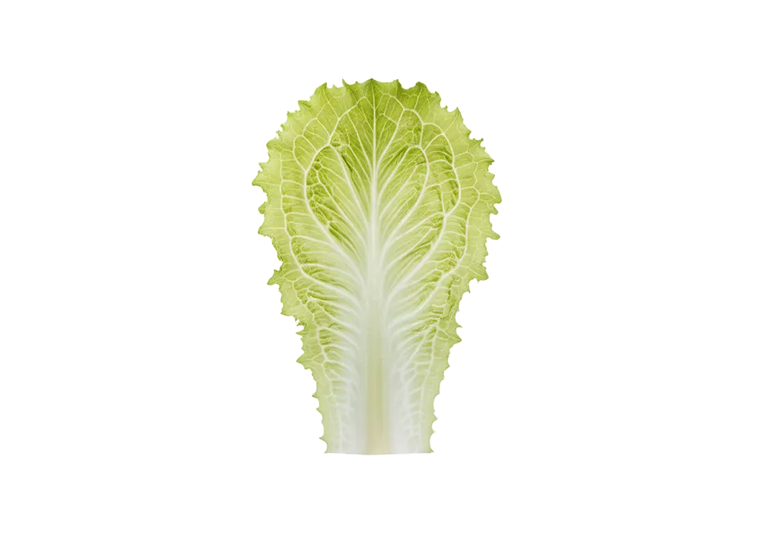salata iceberg