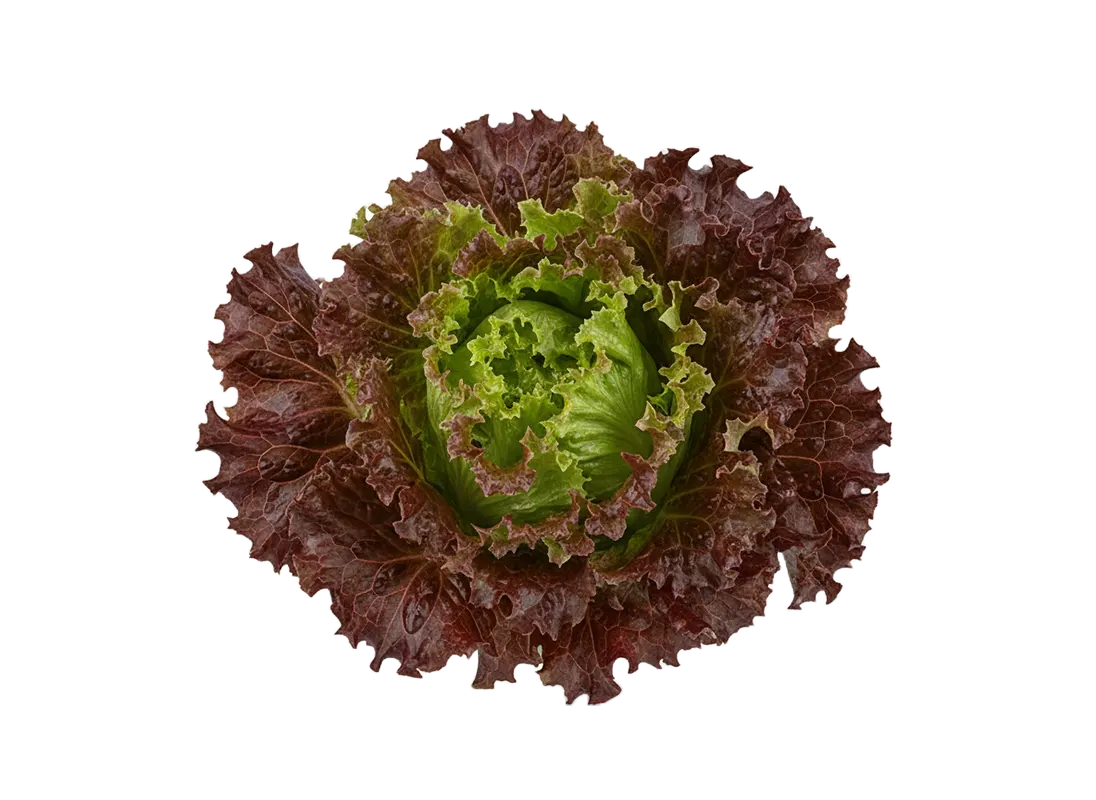 salata lolo roso